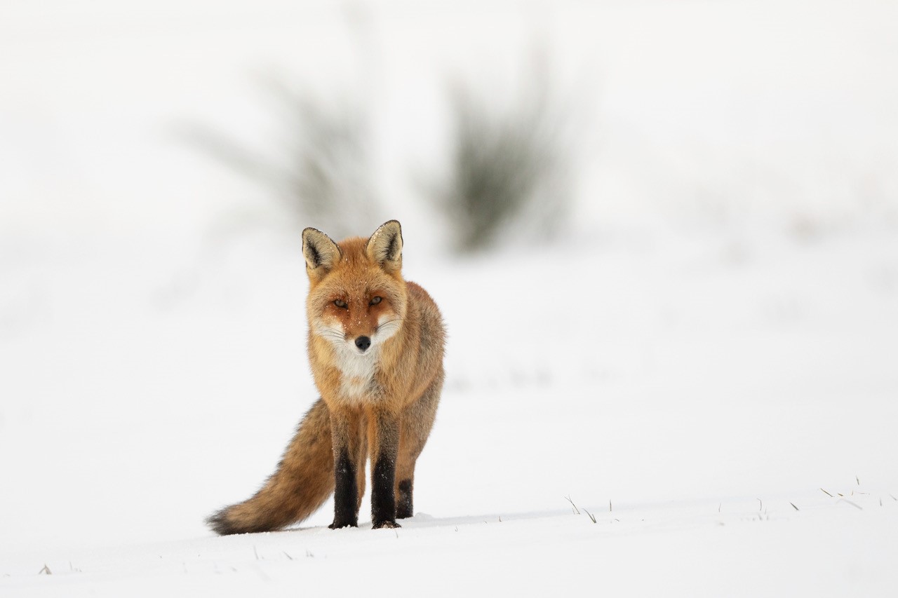 photo de Renaud Daniel : renard dans la neige
